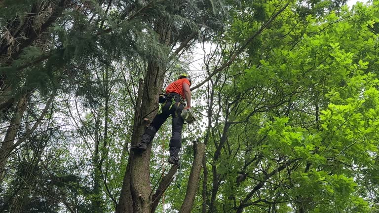 Best Storm Damage Tree Cleanup  in Crowley, LA